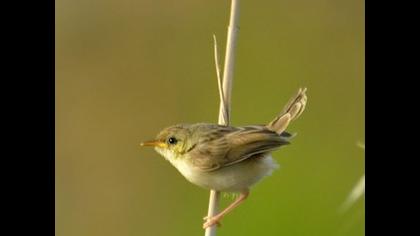 Delicate prinia