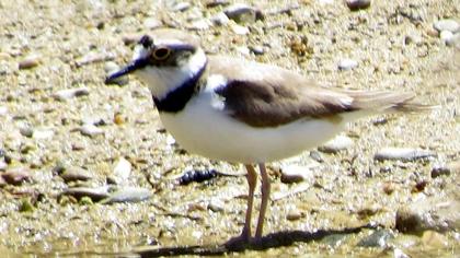 Halkalı küçük cılıbıt