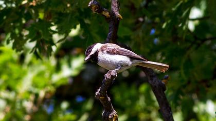 Akyanaklı baştankara