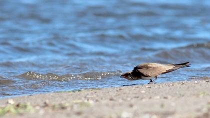 Bataklıkkırlangıcı