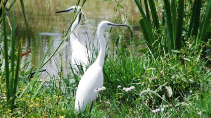 Küçük ak balıkçıl