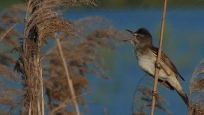 Büyük kamışçın