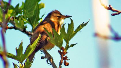 Büyük kamışçın