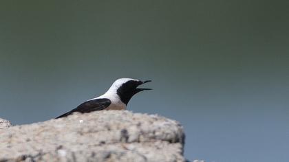 Karakulaklı kuyrukkakan