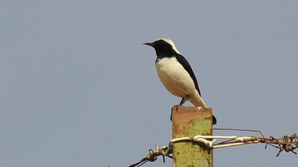 Aksırtlı kuyrukkakan