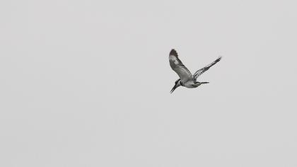 Alaca yalıçapkını