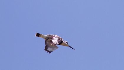 Alaca yalıçapkını