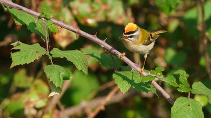 Sürmeli çalıkuşu