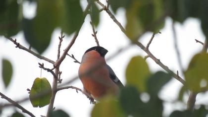 Eurasian Bullfinch
