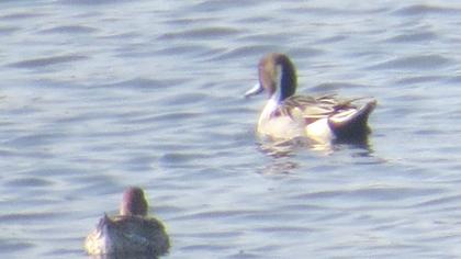 Northern Pintail