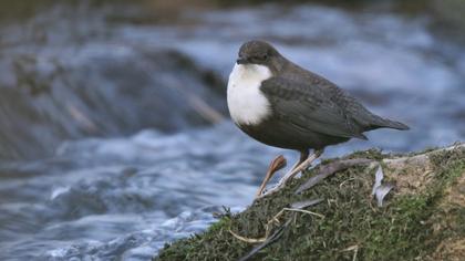 White-throated Dipper