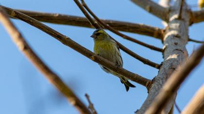 Eurasian Siskin
