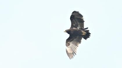 Büyük orman kartalı