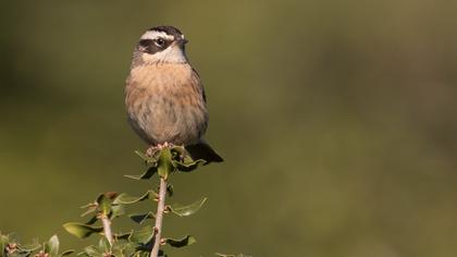 Sürmeli dağbülbülü