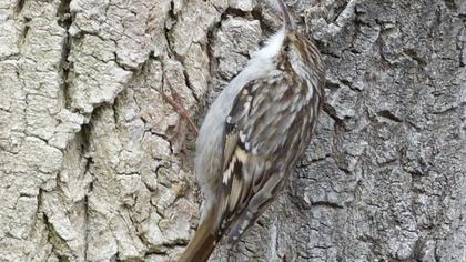 Bahçe tırmaşıkkuşu