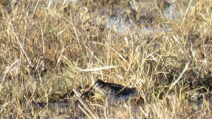 Küçük suçulluğu