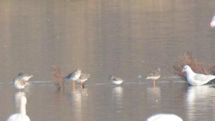 Karakarınlı kumkuşu