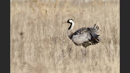 Common Crane