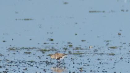 Karakarınlı kumkuşu