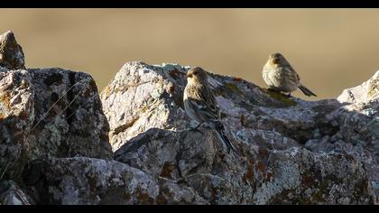 Sarıgagalı ketenkuşu