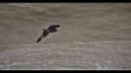 Kütkuyruklu korsanmartı