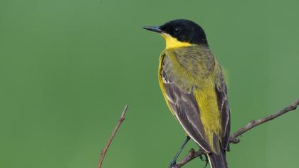 Sarı kuyruksallayan