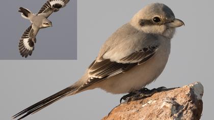 Büyük örümcekkuşu