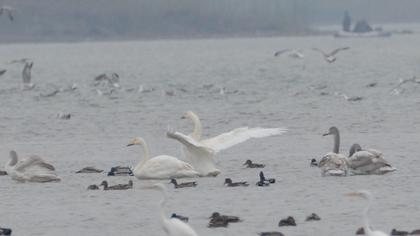 Whooper Swan