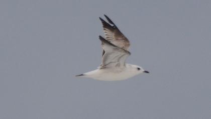 Küçük gümüş martı