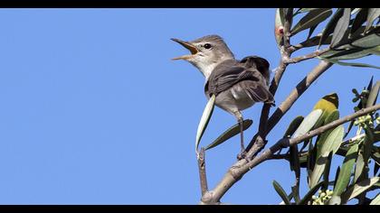 Zeytin mukallidi