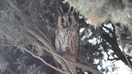 Kulaklı orman baykuşu