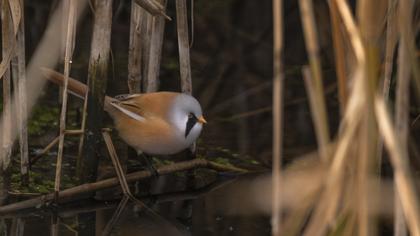 Bıyıklı baştankara