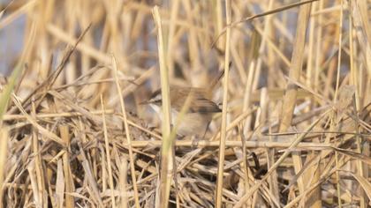 Bıyıklı kamışçın