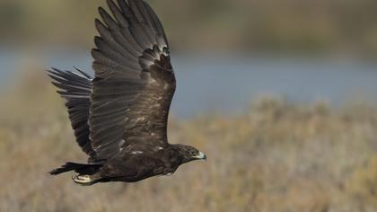Greater Spotted Eagle