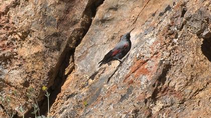 Duvar tırmaşıkkuşu