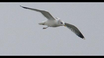 Küçük gümüş martı