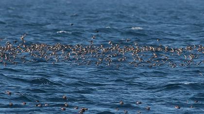 Fırtınakırlangıcı