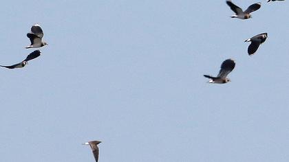 Karakanatlı bataklıkkırlangıcı