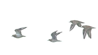 Küçük altın yağmurcun