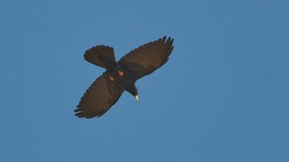 Sarıgagalı dağ kargası