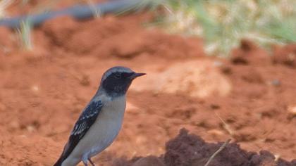 Karakulaklı kuyrukkakan