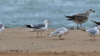 Küçük gümüş martı