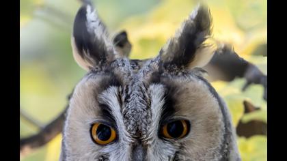 Kulaklı orman baykuşu