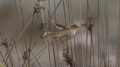 Çalı kamışçını