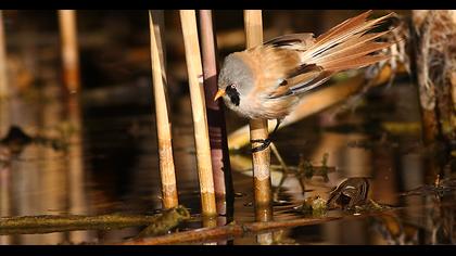 Bıyıklı baştankara