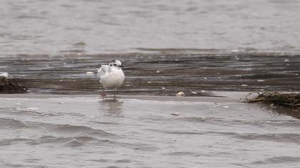 Little Gull