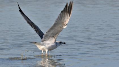 Büyük karabaş martı