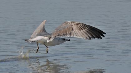Büyük karabaş martı