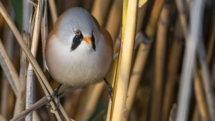 Bıyıklı baştankara
