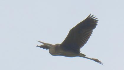 Erguvani balıkçıl